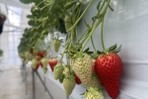 いちご狩りの季節になりました😊