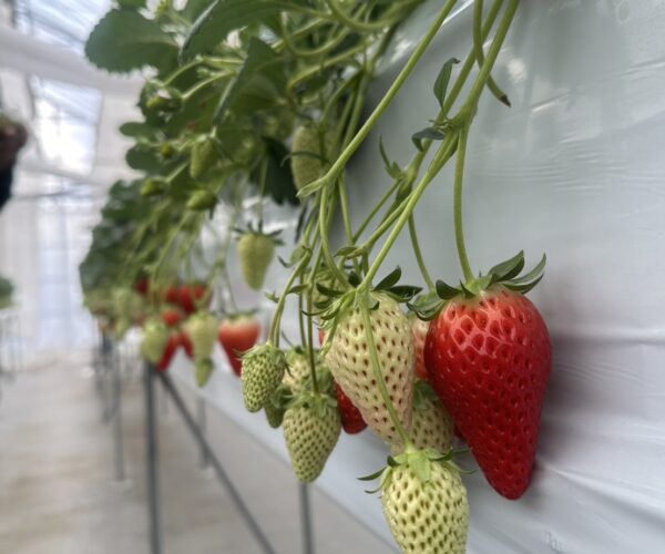 いちご狩りの季節になりました😊