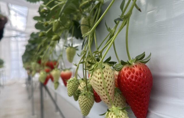 いちご狩りの季節になりました😊